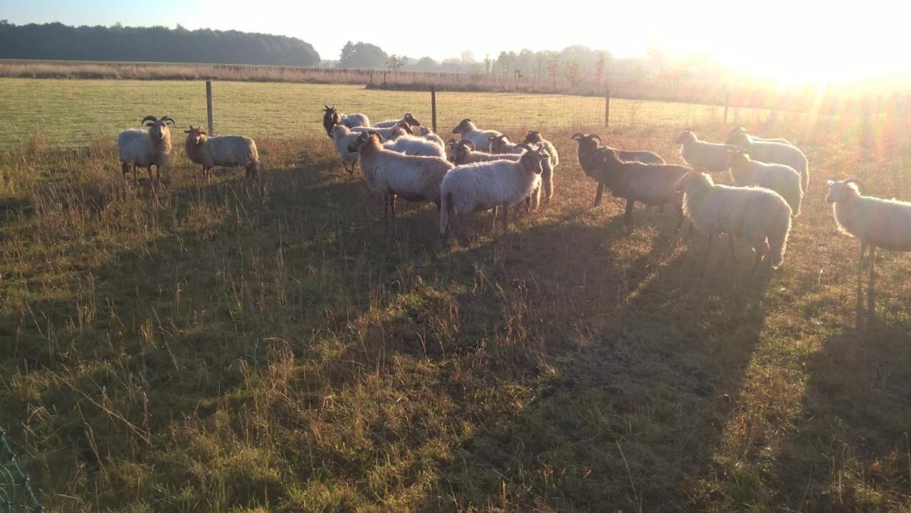 Pipowagen Elsebein Groningen Westerwolde Unieke Ligging Met Eigen Tuin En Vrij Uitzicht Over Veld Naar Natuurgebied Onstwedde 外观 照片